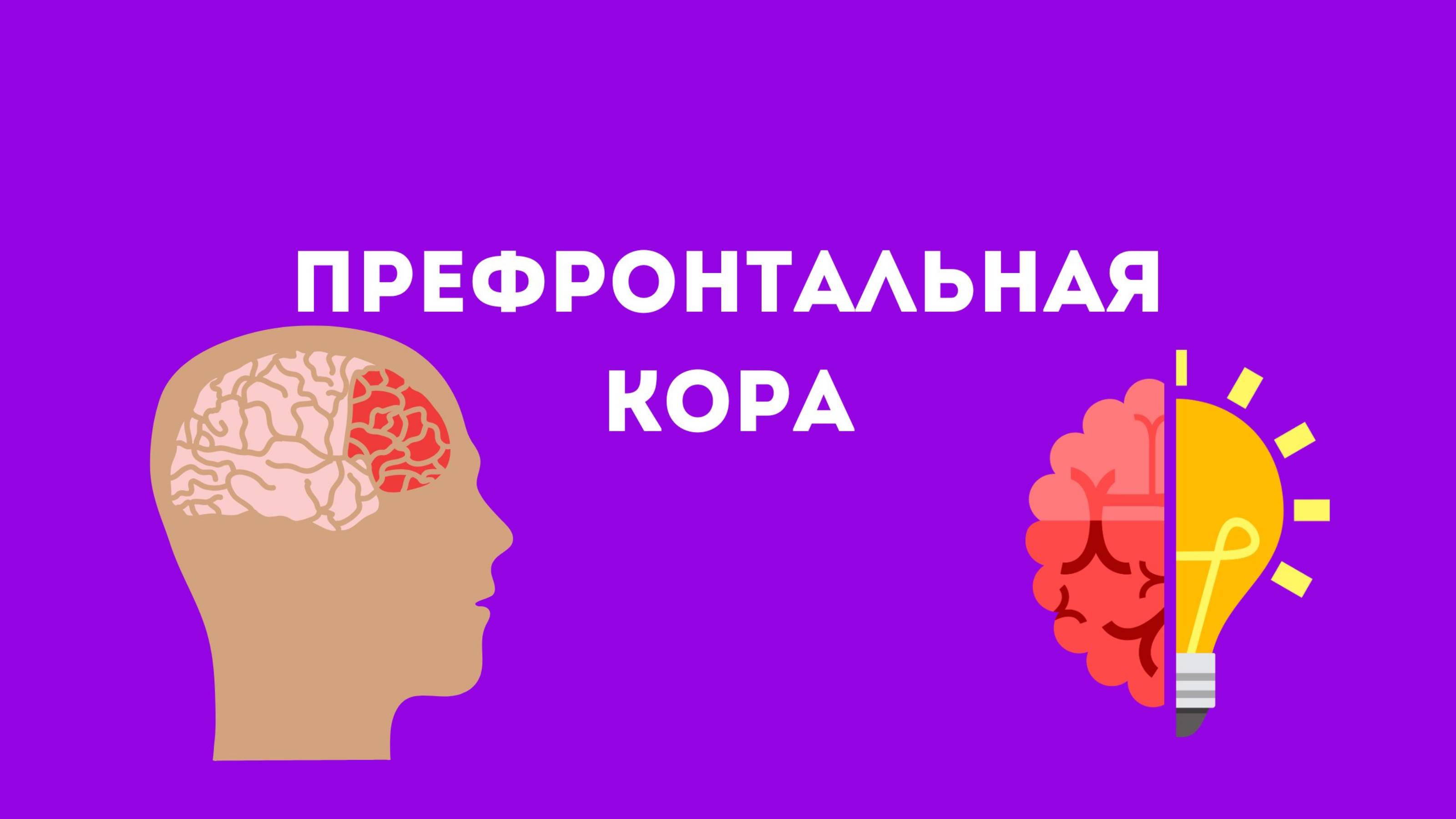 Префронтальная кора суть