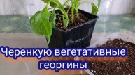 Черенкую вегетативный георгин.