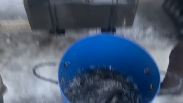Новый привоз форели