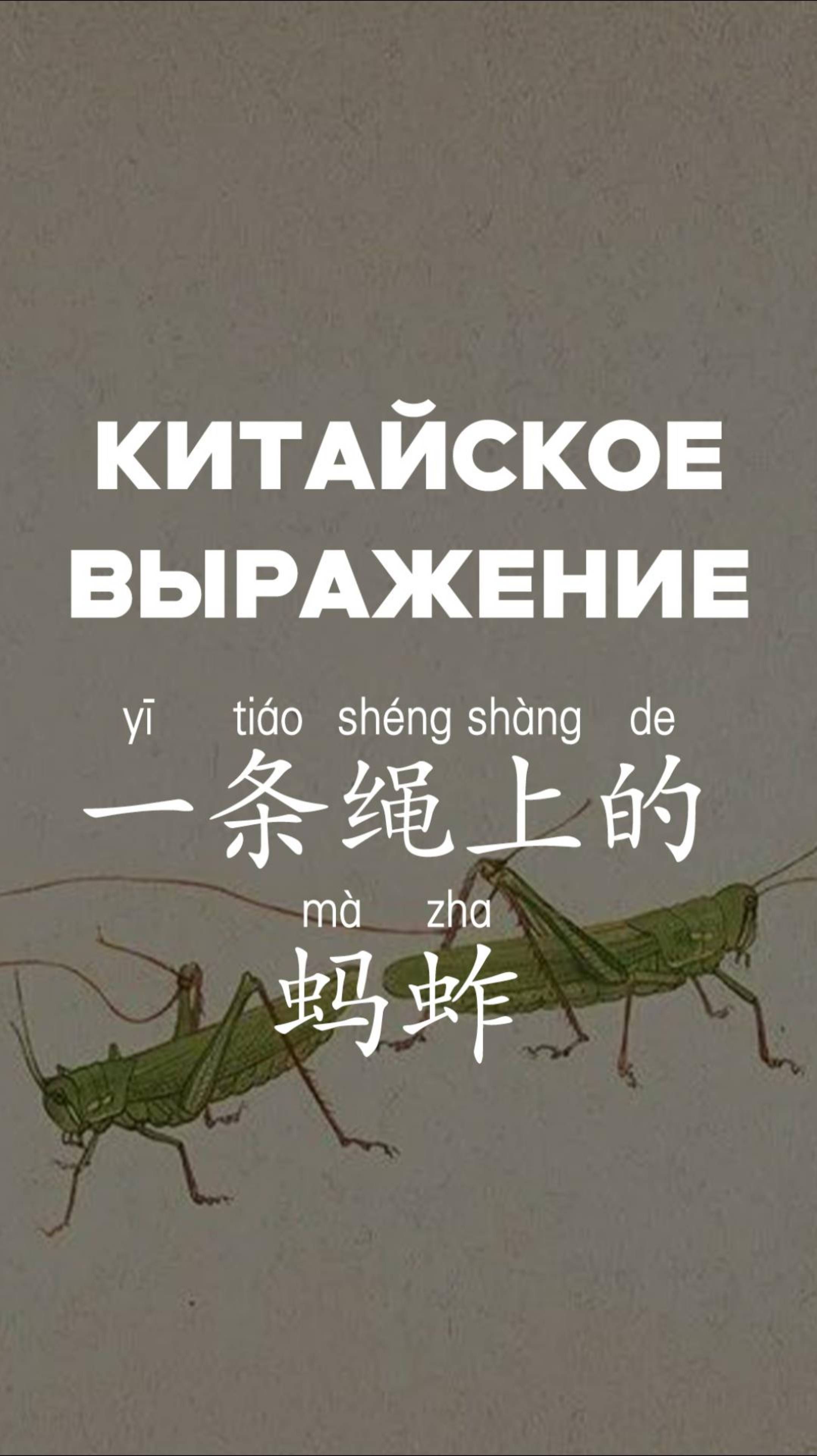 Китайсое выражение：一条绳上的蚂蚱