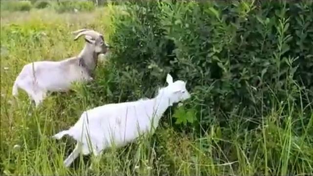 воспоминания о лете. Summer memories..mp4