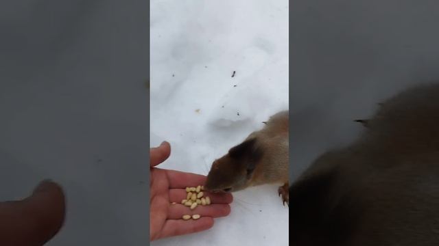 белка.mp4