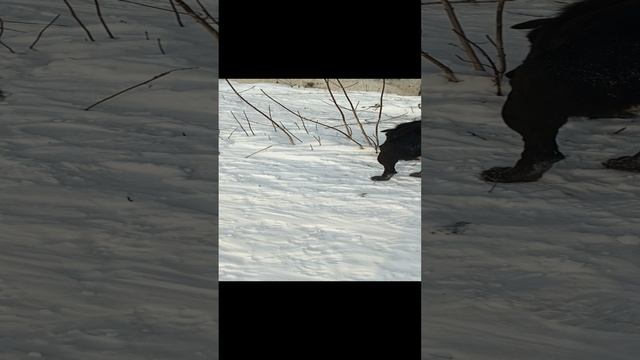 Тайсон
