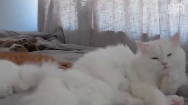 🍞 Кошку застали за чем-то() под одеялом