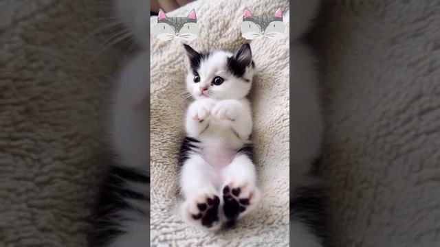 Милота