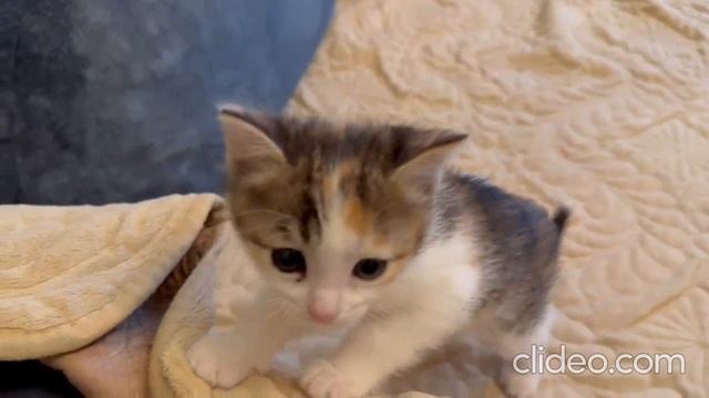 Котейки