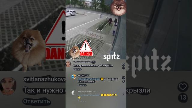 шпиц "гризли"