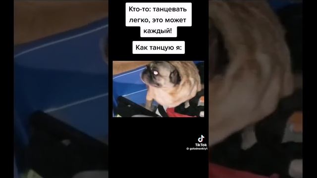 Танцующиц мопс