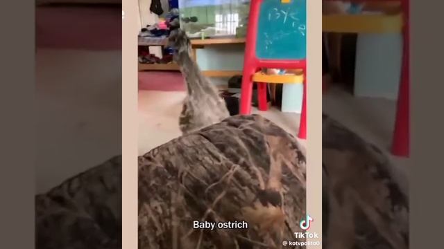 Забавные животные
