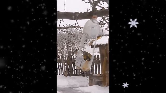 Кормлю синиц зимой