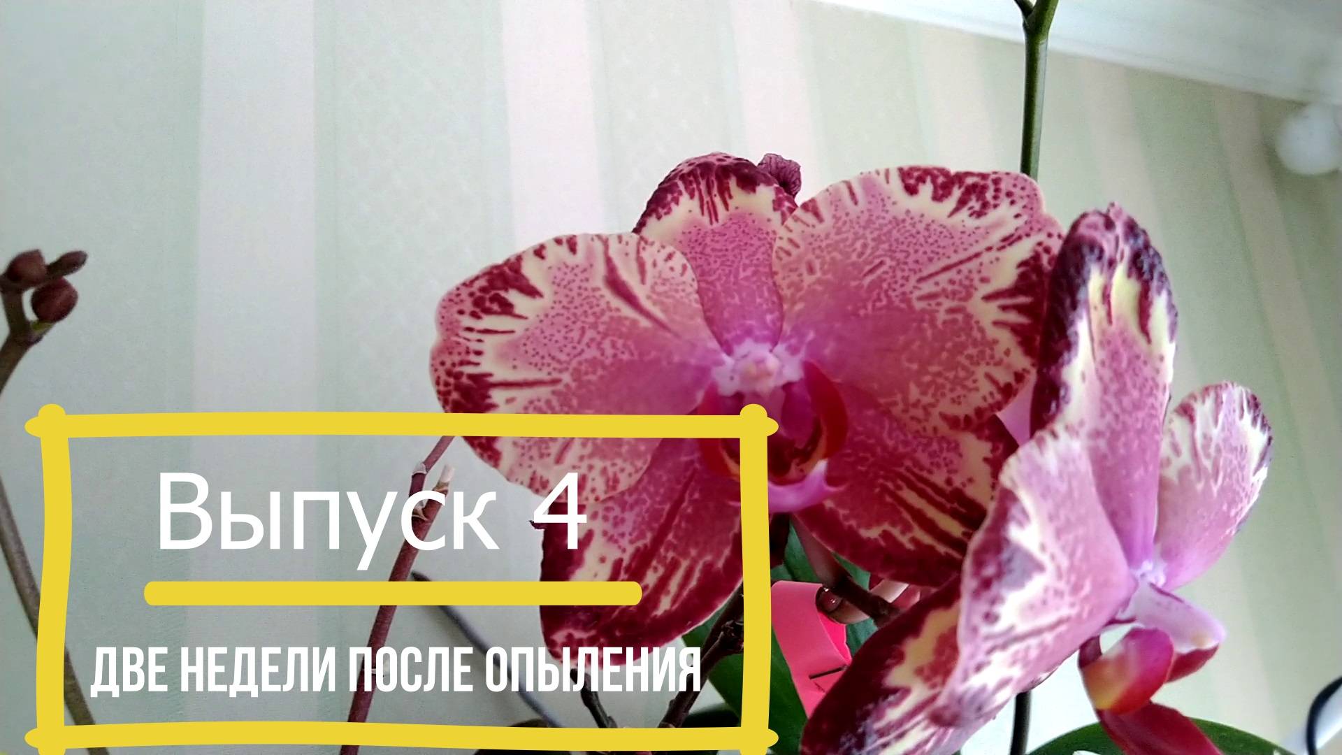 Выпуск 4 - Орхидея из семечка.  Две недели с момента опыления