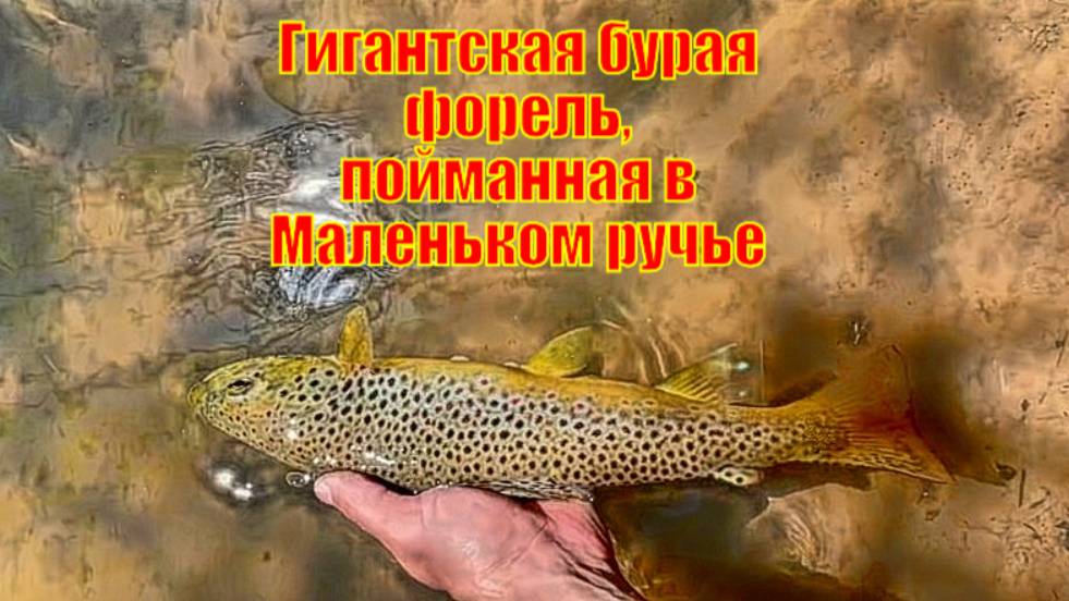 Гигантская бурая форель, пойманная в Маленьком ручье