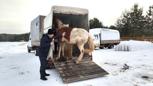 Новая лошадка с проблемой