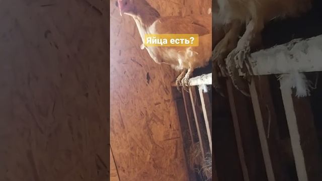 Собираю ежедневно по 20 яиц