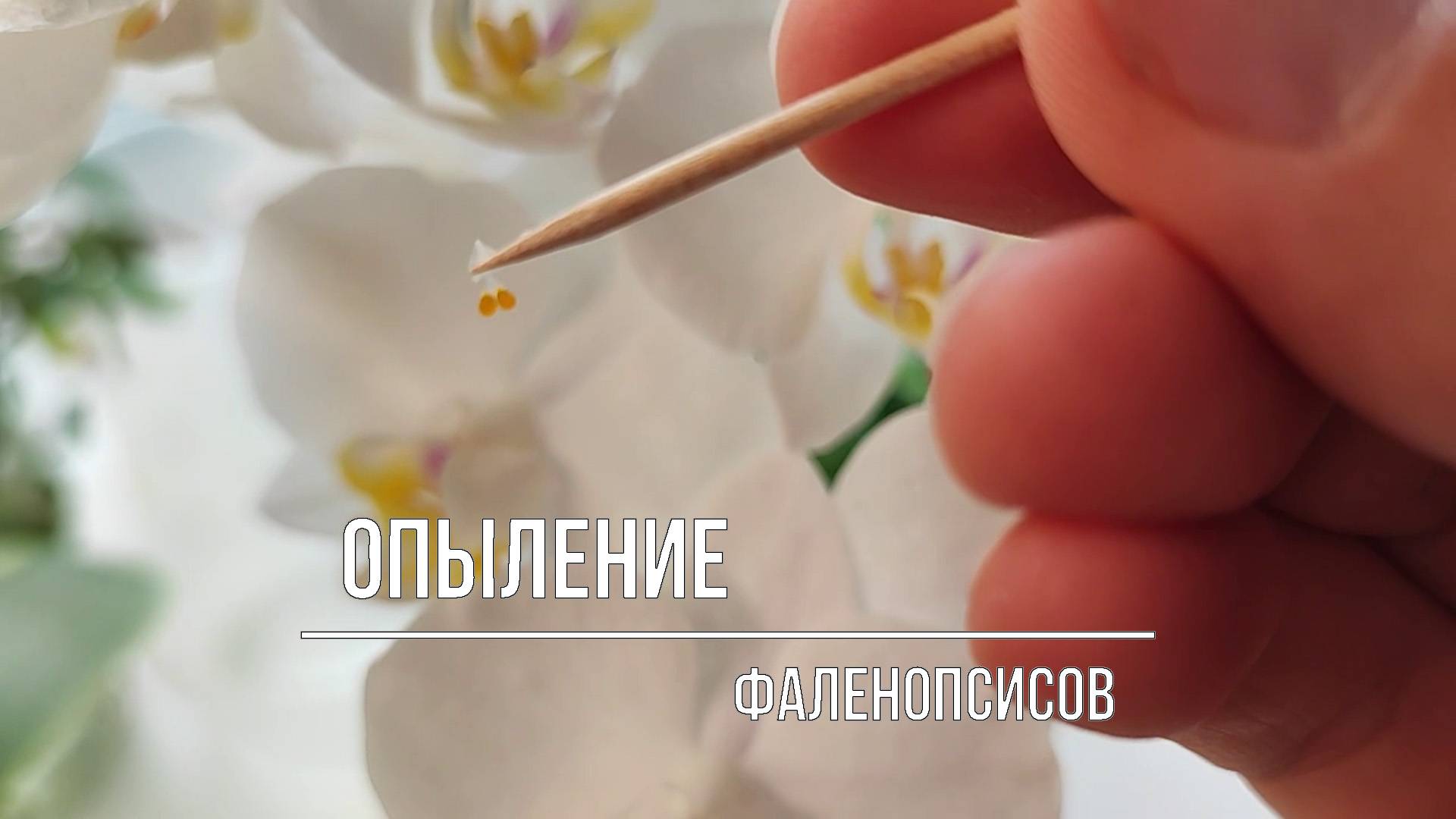 Опыление фаленопсисов