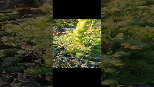 1000034677.mp4