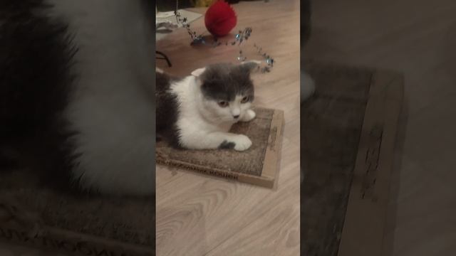 кот незнает дед мороза
