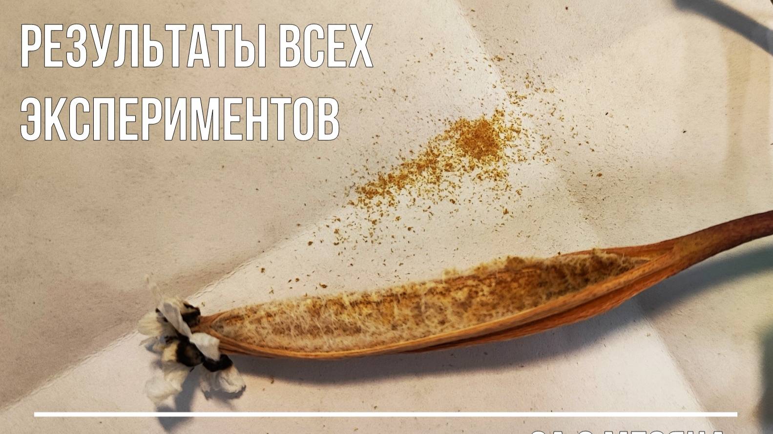 Почки орхидей на питательной среде - статус на сентябрь 2022г