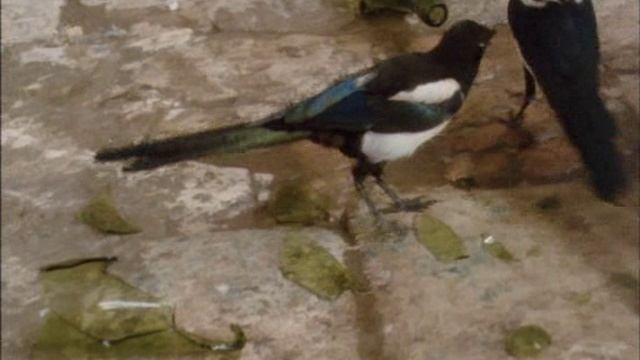 Моя семья и другие животные. 10-Серия. 1987 год.