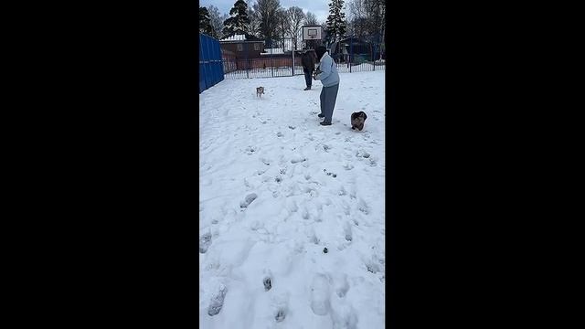 🎄🎆Домашний приветик от москвички Йоко 🤗😍