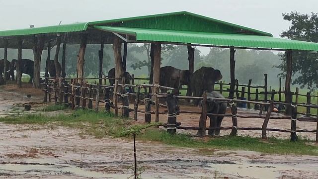 (Subtitle)ฝนตกหนักมาก ใบบุญเล่นน้ำฝน 5/9/65