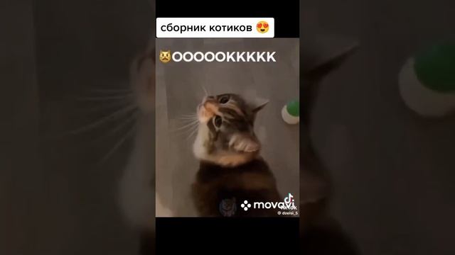 Котики