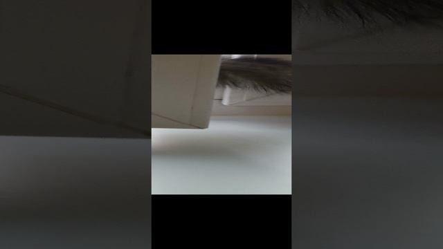 Опасное путешествие белки Шустрика