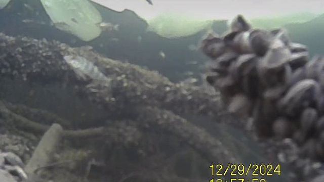 1000035821.mp4Волга.29.12.2024г.