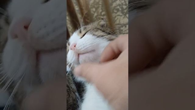 кот башкир