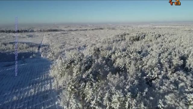 Предновогодняя операция «Ёлочка» в подмосковных лесах, 15.12.2021 г. (COLOMNA.RU)