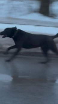 Животное в Беде.НЕСЕТСЯ По ДОРОГЕ.ЗАМЕЧЕНА СОБАКА.МЕТИС.Ивантеевка.Пушкино. Кто Потерял? #собака