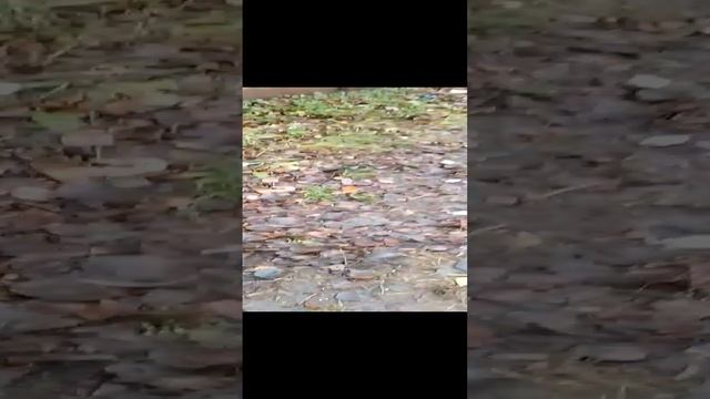 VID_20241111_142326.mp4