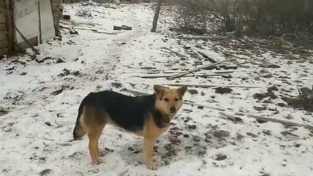 Собачья семья обрела дом. The dogs' family got home..mp4