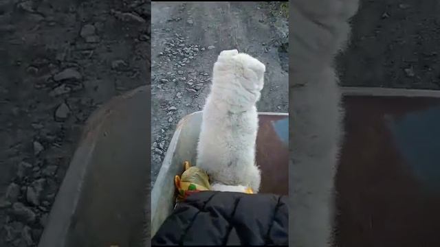 ДУМАН