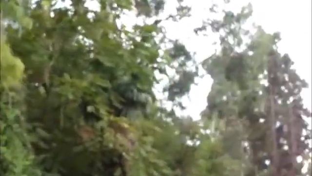 Велопутешествие по Грузии 2018 год Про жизнь собак