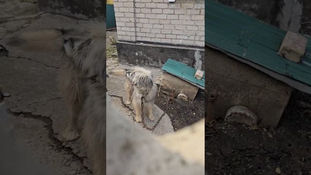 Сегодня всю ночь плакала собака.Утром увидела у соседей этого малыша.Оказывается его отдали родствен