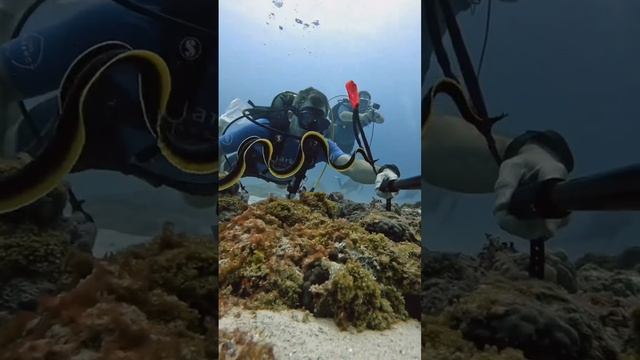 Подводный мир