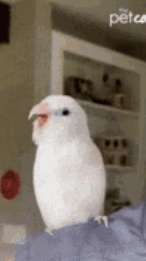 scene_output.mp4