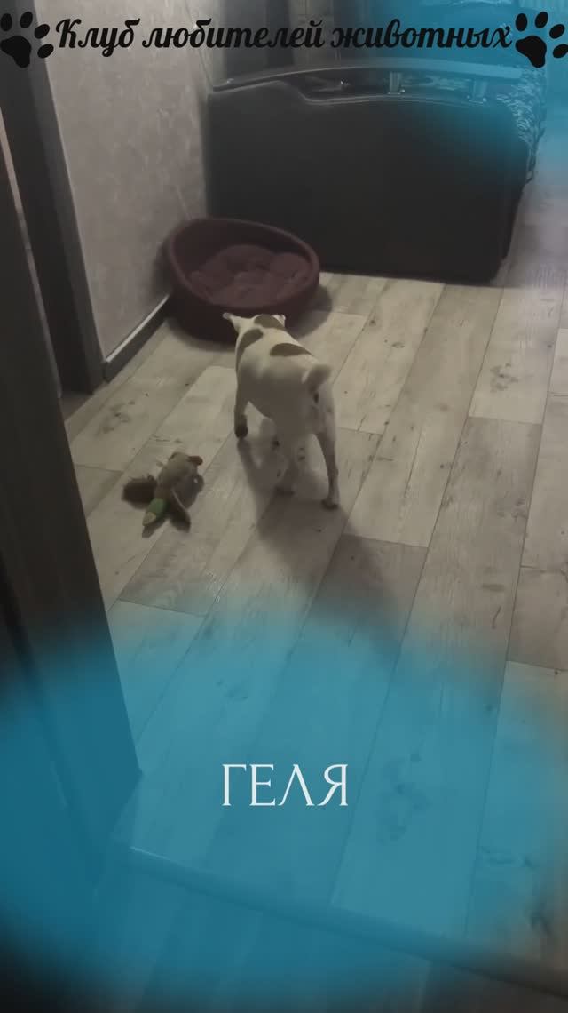 Геля