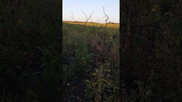 VID-20240816-WA0010.mp4