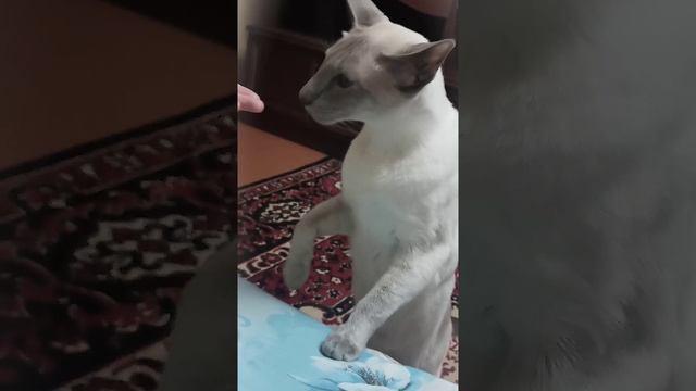 Сиамский