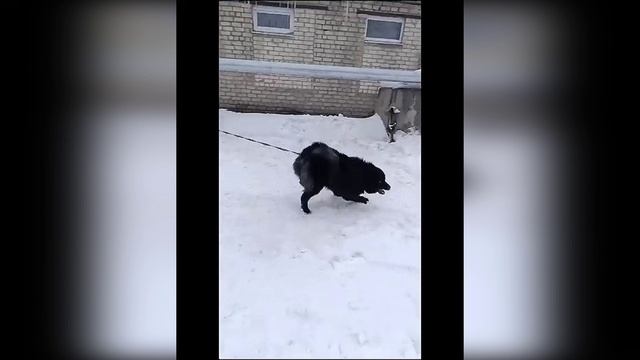 Питомцы ПП "Ковчег" готовятся к встрече Нового Года 🎆🎄 И очень ждут подарков 🎁💝
