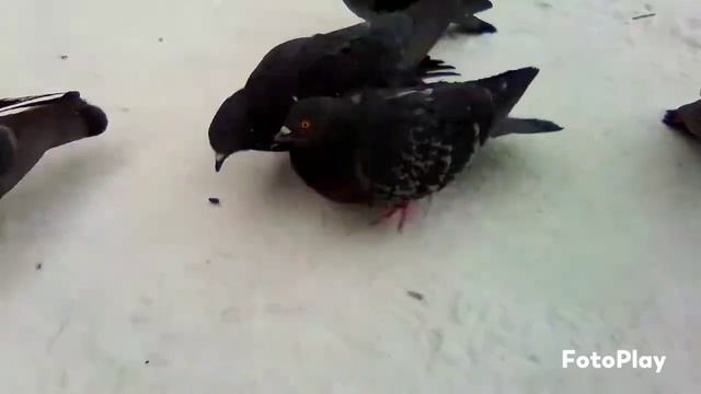 Шуточная песенка про голубей с видеорядом..mp4