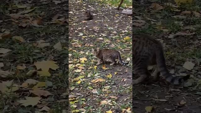Кошка Фанки в добрые руки - "Ваш Друг"