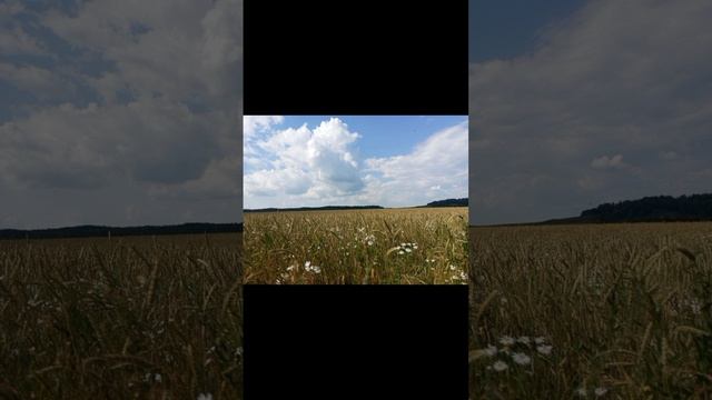 Ромашки