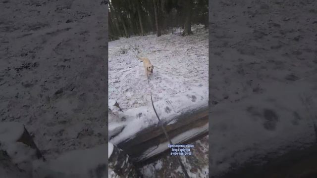 Лабрадор Дуся. Бытовая дрессировка, окд