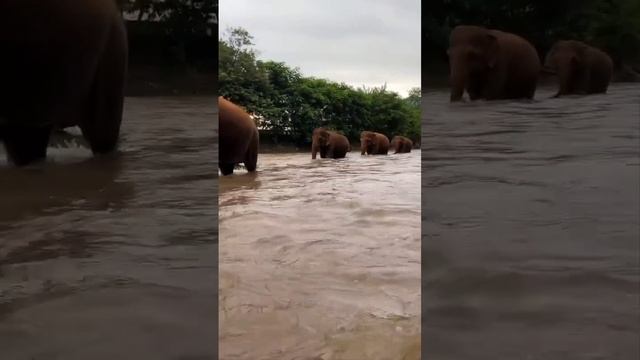 Слоны в дикой природе