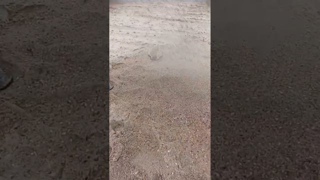 Люди прилагают все усилия, чтобы сохранить золотой песок 🔥 #Анапа #помогиАнапе @anapabloger