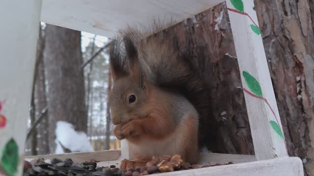 Рыжик ест в кормушке