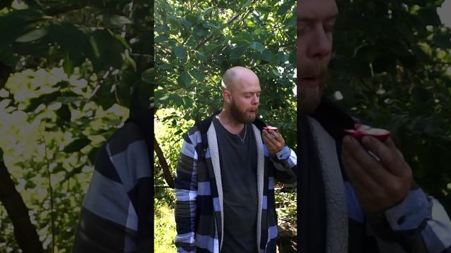 Яблоня "Мельба RED (красная)"